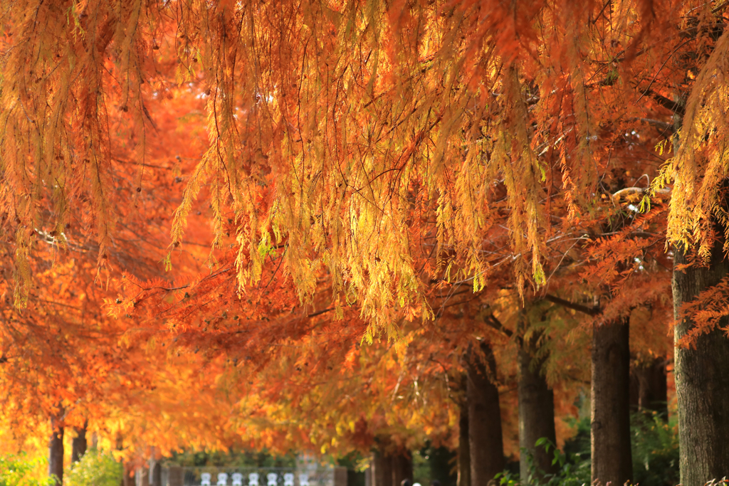 秋色３　播磨中央公園にて