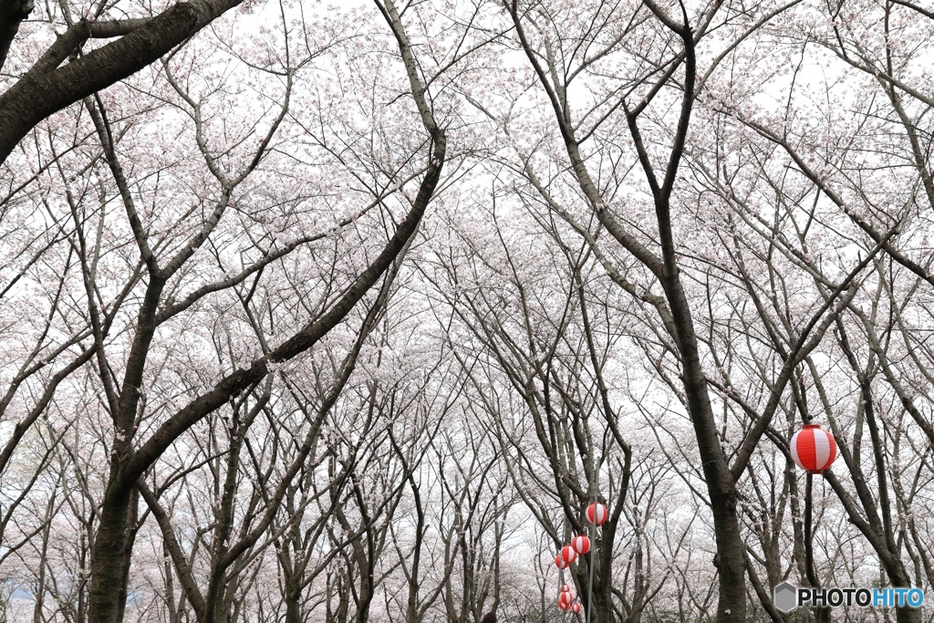 播磨中央公園　桜の園にて２