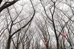 播磨中央公園　桜の園にて２