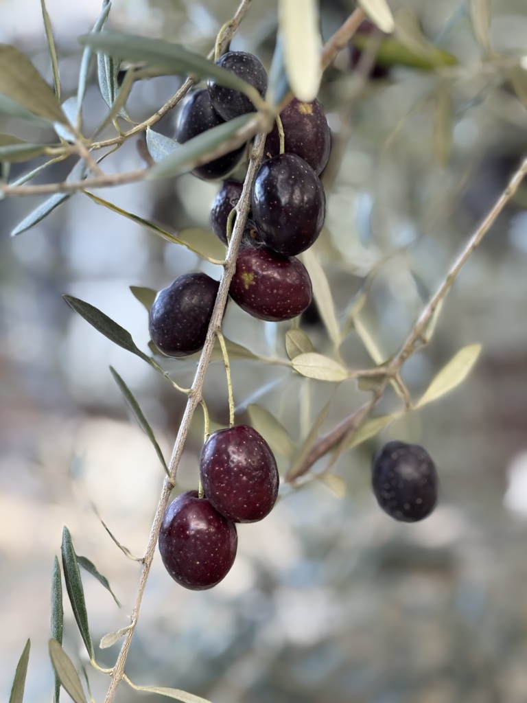 我が家のオリーブ　そろそろ限界かな