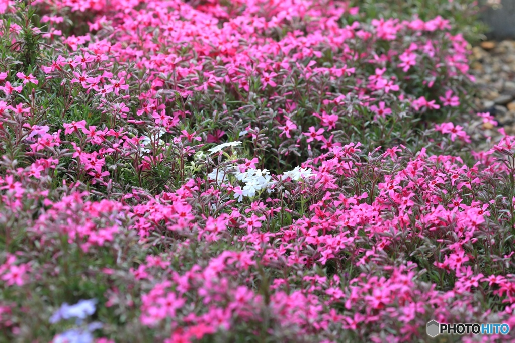 芝桜 家の近くで