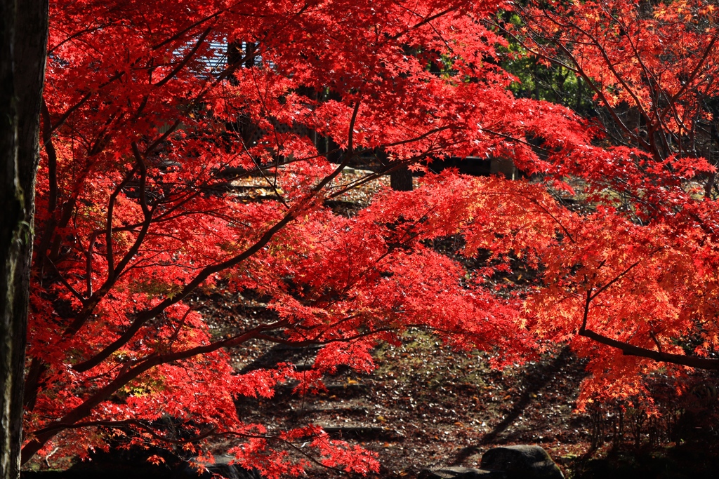 秋色　余暇村公園にて3