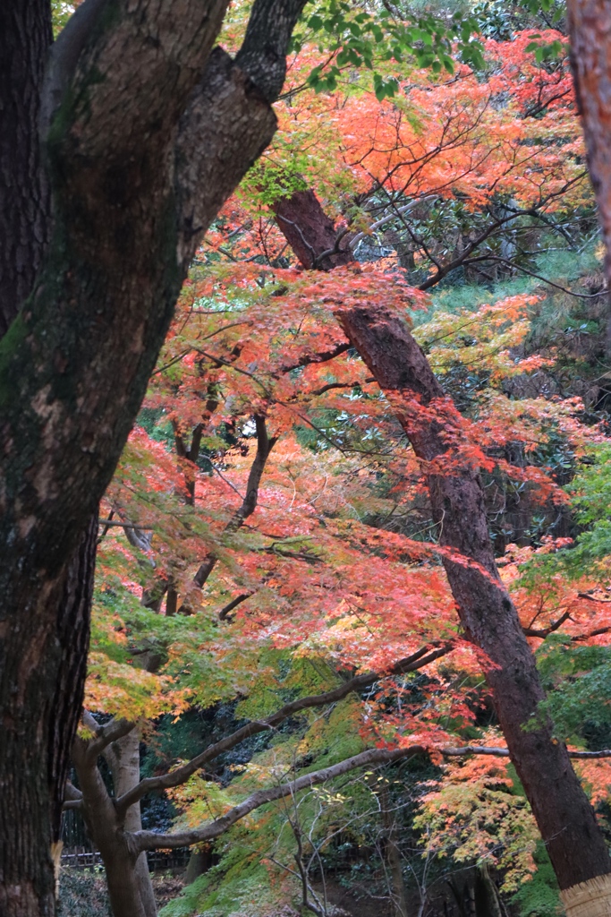 岡山後楽園にて2