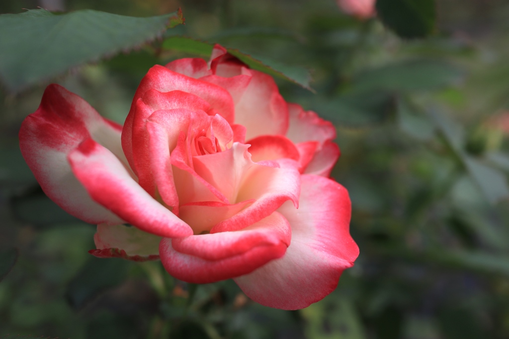 薔薇　余暇村公園にて