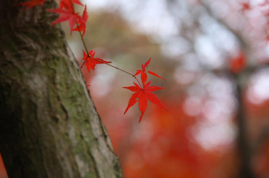 秋色（播磨中央公園）10