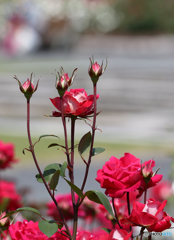 バラ園にてー播磨中央公園ー１