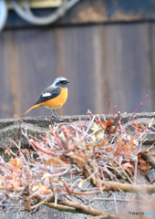 おすましジョビちゃん