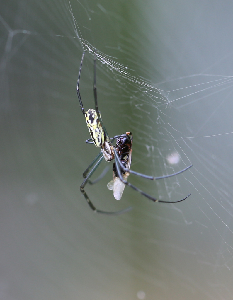 蜘蛛さん3