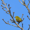 メジロさん　鴨池公園にて