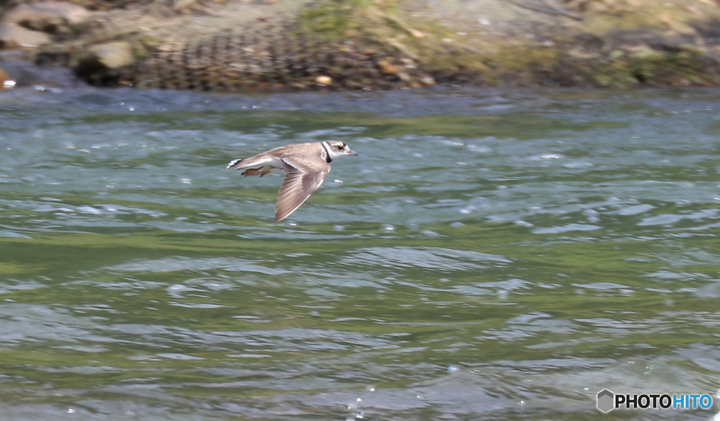 飛翔 イカルチドリさん