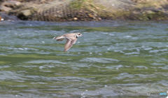 飛翔 イカルチドリさん