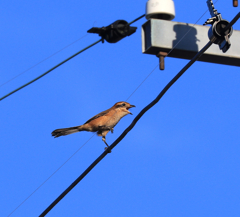キョエー３　超トリミング