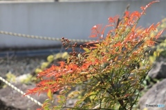 100−400　試し撮り３