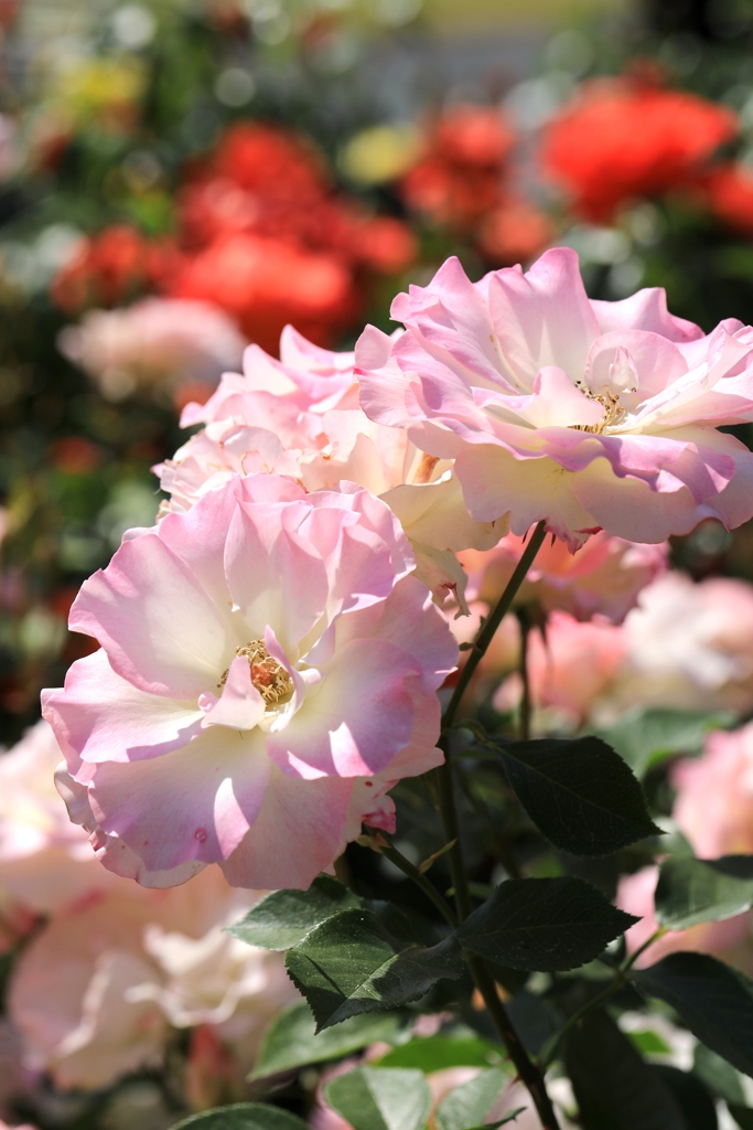 薔薇２　播磨中央公園にて