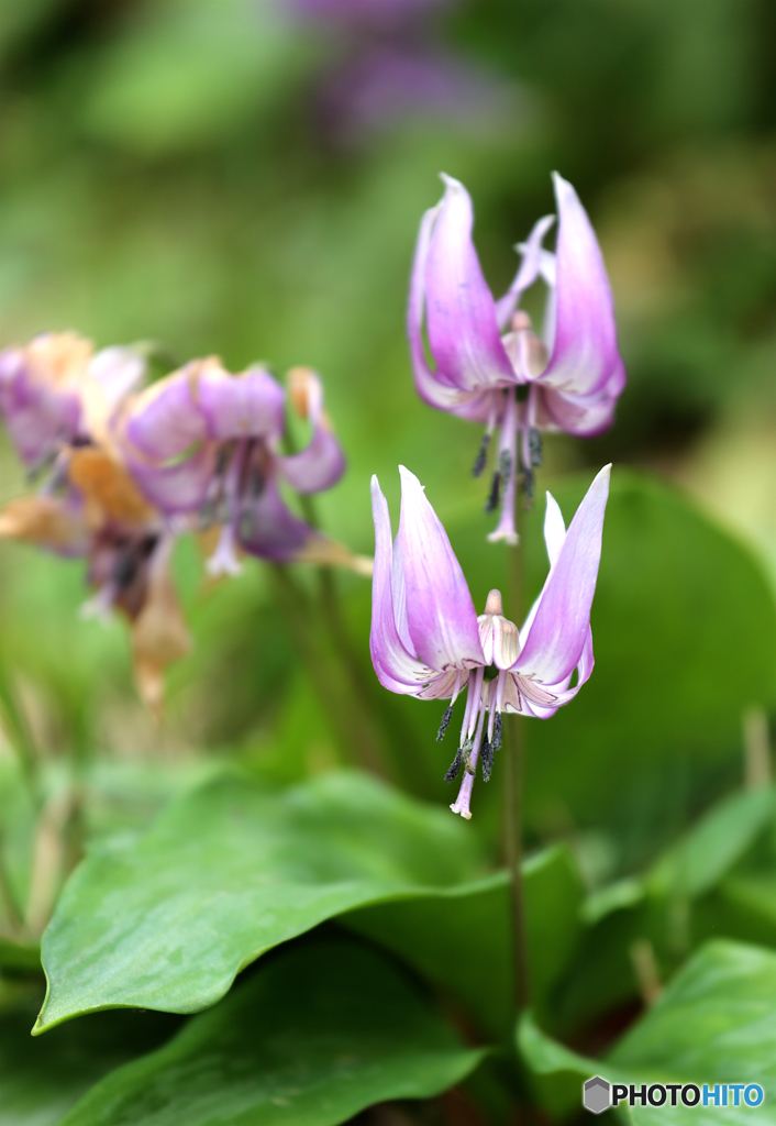 カタクリの里にて５