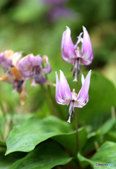 カタクリの里にて５