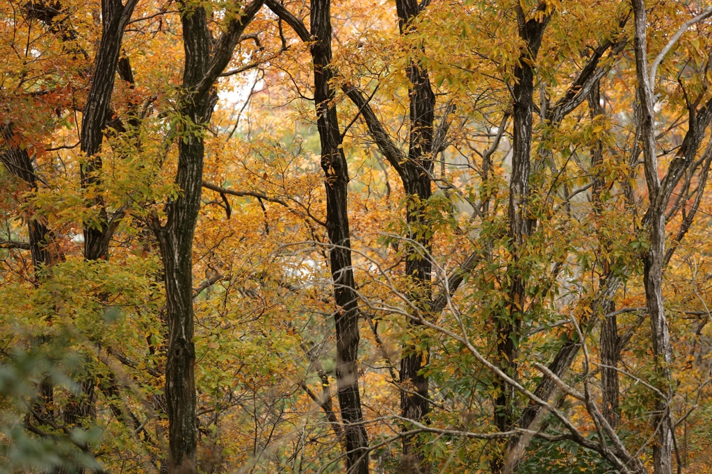 秋色（播磨中央公園）12