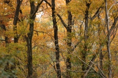 秋色（播磨中央公園）12