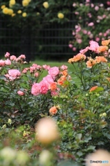 播磨中央公園にて ６