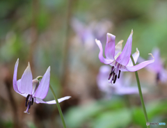 カタクリの里にて７