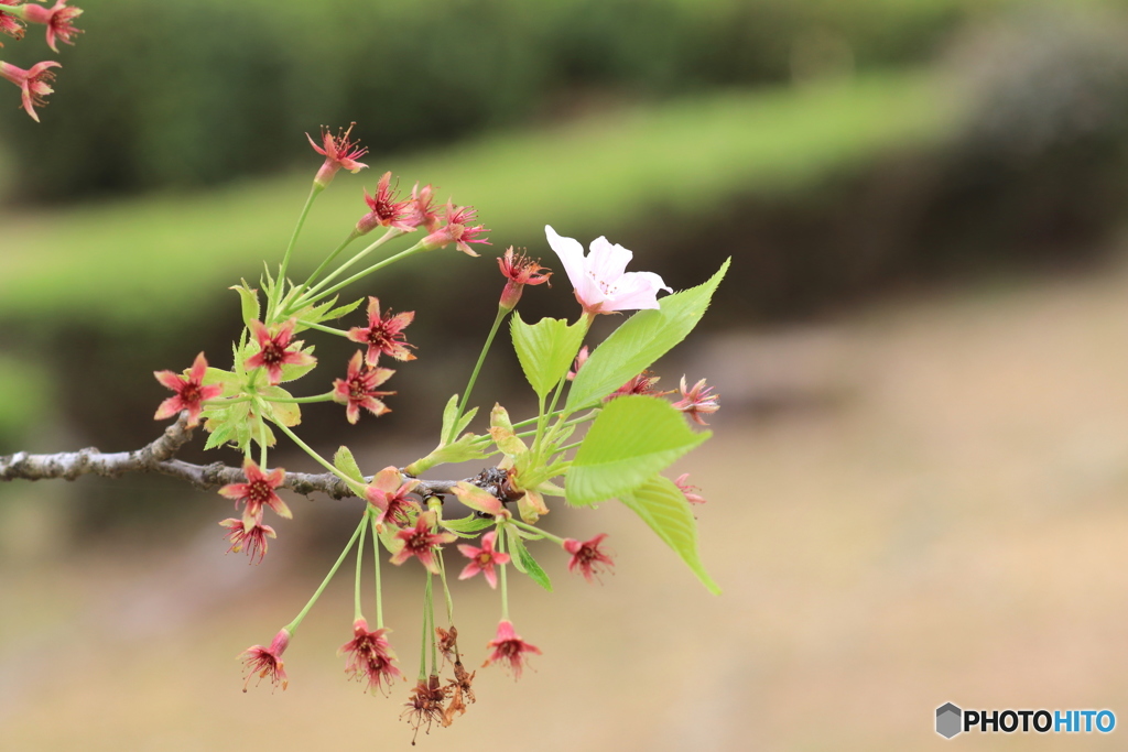 葉桜一輪花