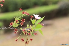 葉桜一輪花