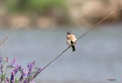 まるでコートを着ているようですね