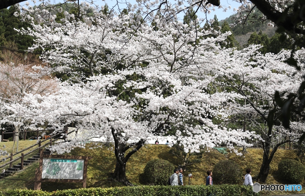 桜 旅先にて３