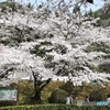 桜 旅先にて３