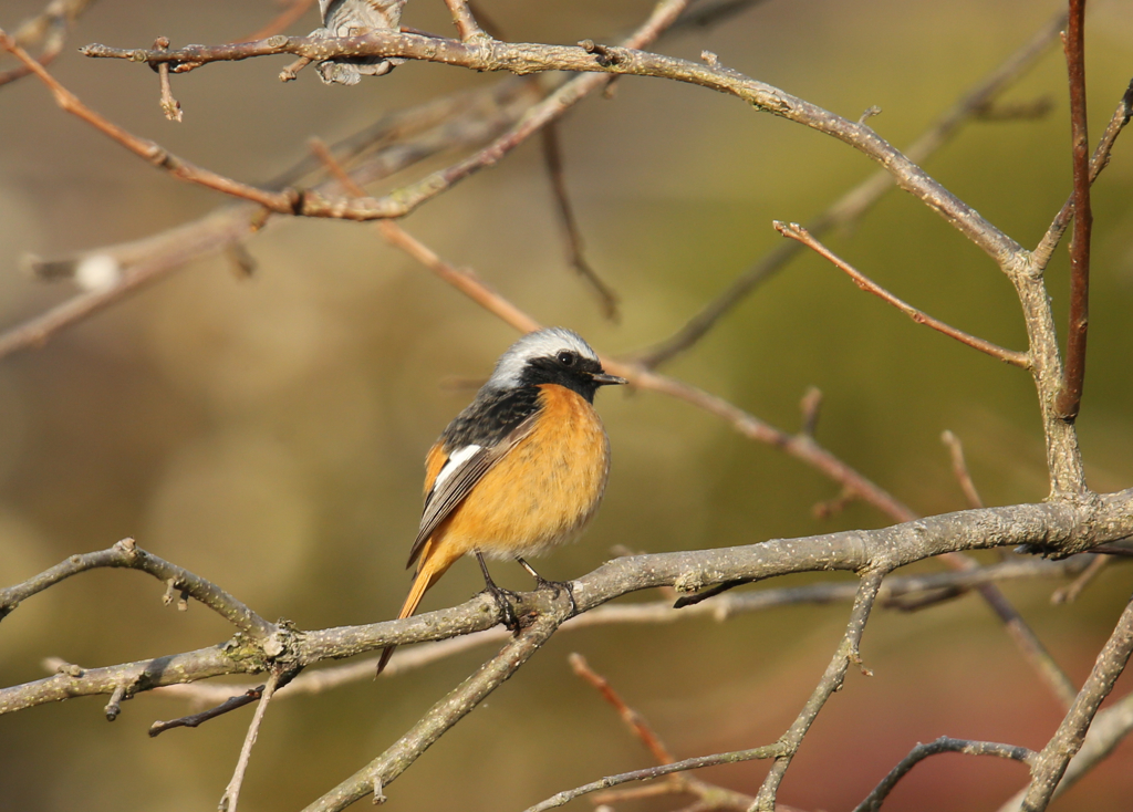 ジョウビタキ15312
