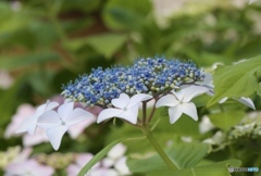 紫陽花４