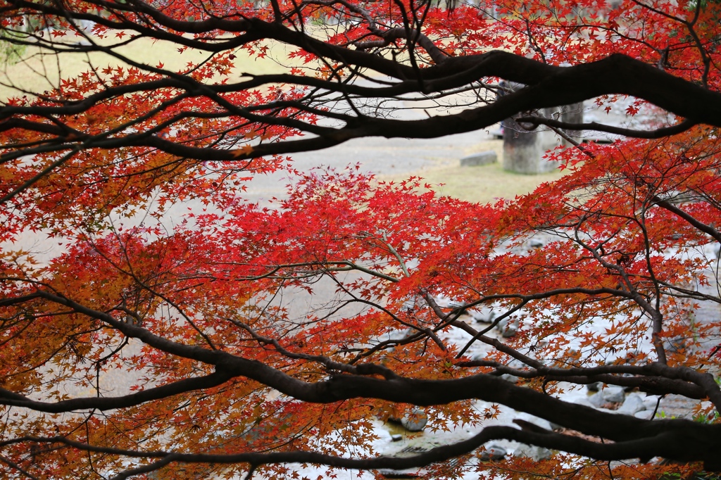 秋色（播磨中央公園）15
