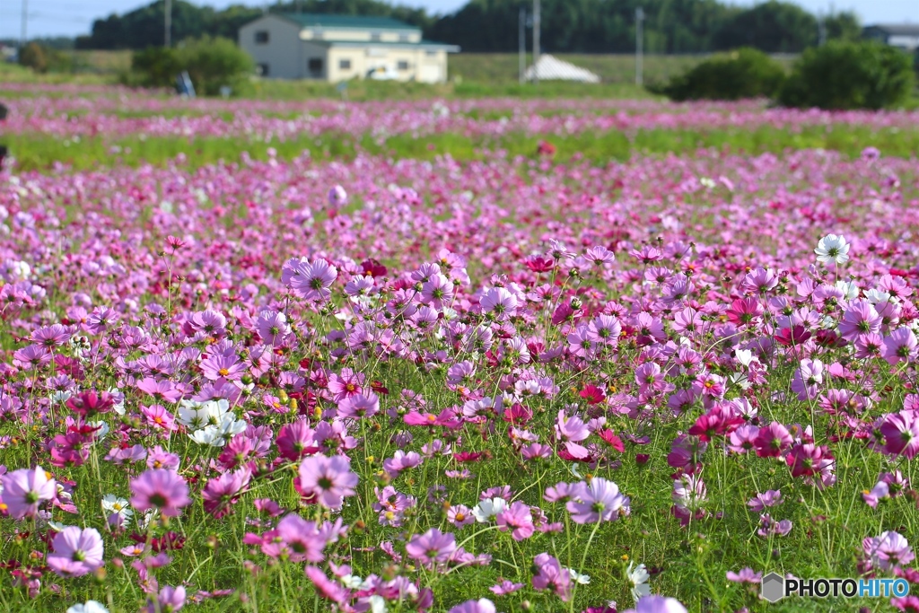 コスモス２