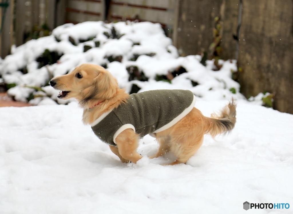 クウちゃん　初めての雪遊び