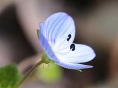 オオイヌノフグリ2