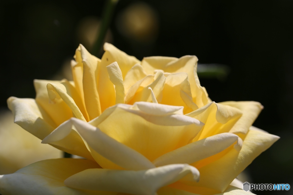 バニラ？ 薔薇 ー北播磨余暇村公園ー