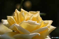 バニラ？ 薔薇 ー北播磨余暇村公園ー