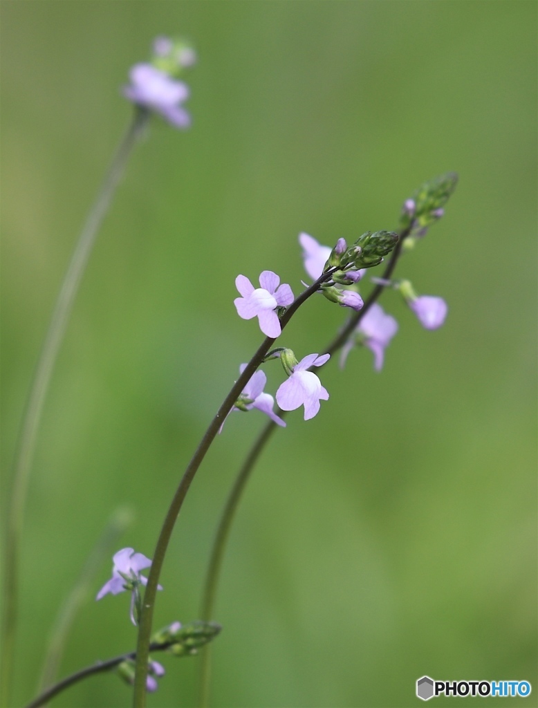野の花