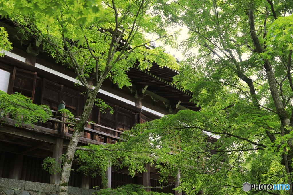 新緑 播州清水寺にて