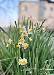 スイセン　散歩道にて