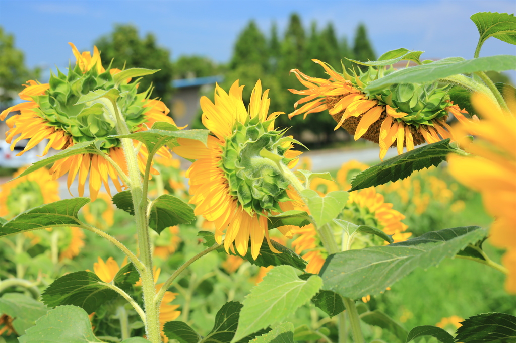 よろしくお願いしま〜す