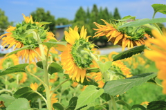 よろしくお願いしま〜す