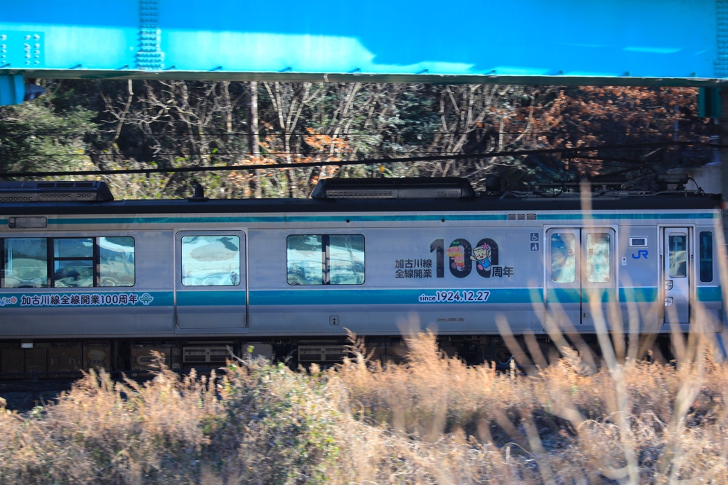 おめでとう100周年　　散歩道にて