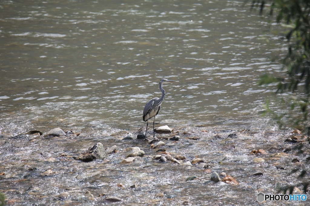 近くの川にて２　台風一過