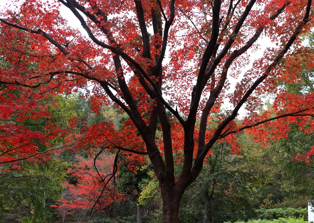 秋色３　余暇村公園にて