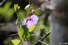 100−400　試し撮り４