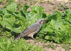 菜食主義？