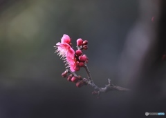 庭の紅梅が咲きました