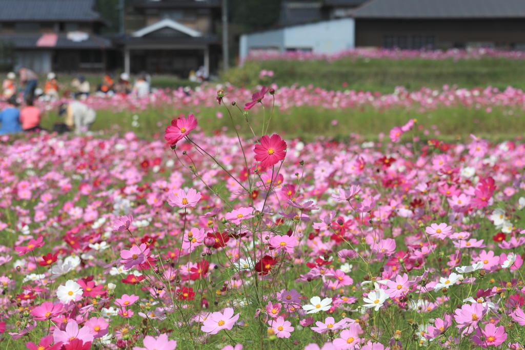 コスモス畑にて３