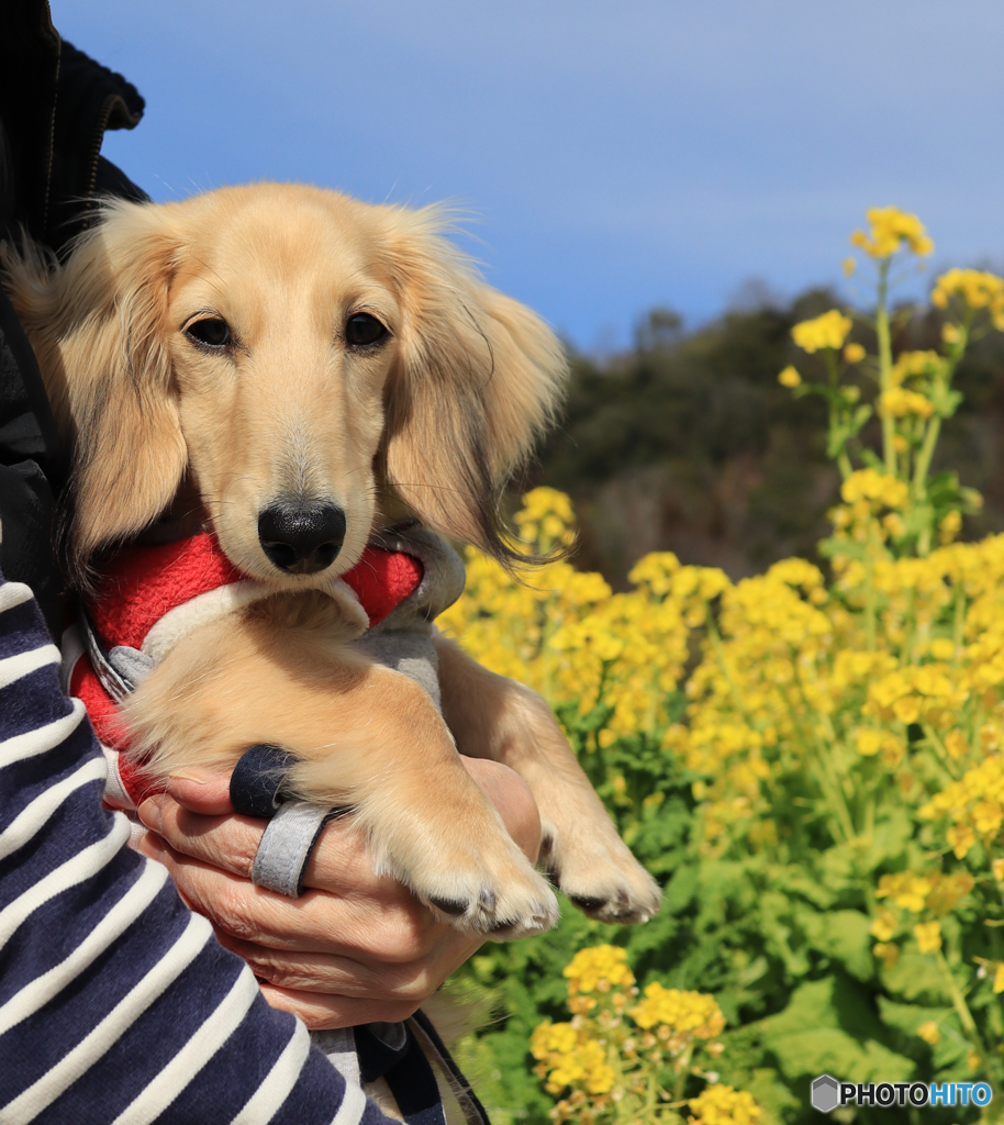 甘えん坊クウちゃんと菜の花
